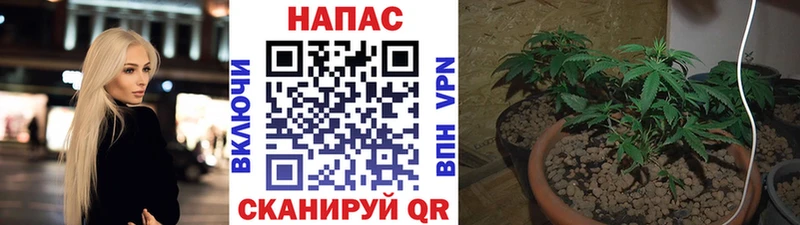 МАРИХУАНА гибрид  Бавлы 